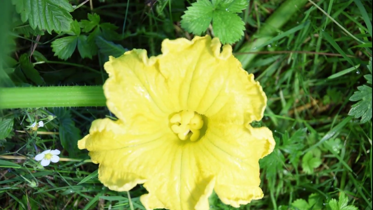 Pumpkin germination, vine growth and flowers time lapse YouTube