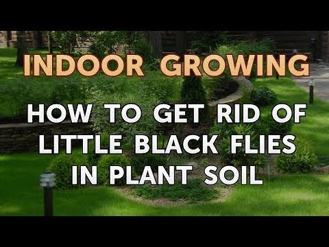 How to Get Rid of Little Black Flies in Plant Soil