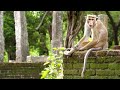 Social Structure and Behavior of Taupe Macaques