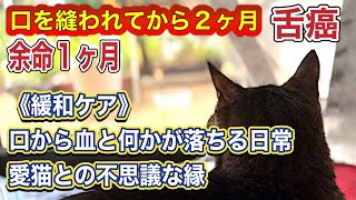 【口の中を縫われてから2ヶ月】舌癌余命1ヶ月《緩和ケア》口から血と何かが落ちる日常〜愛猫との不思議な縁のお話