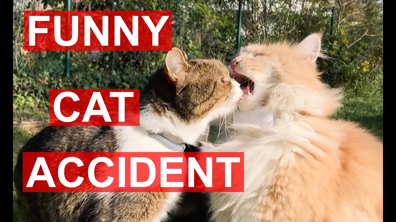Funny Cat FAIL: Cat biting other Cat's tongue by accident while licking creamy treats (meowing)