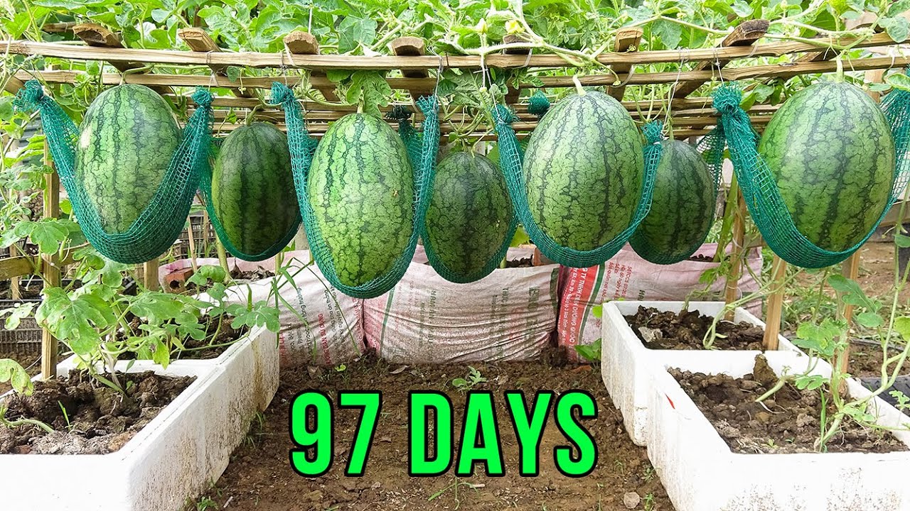 Tips for Growing watermelons in Styrofoam containers for beginners