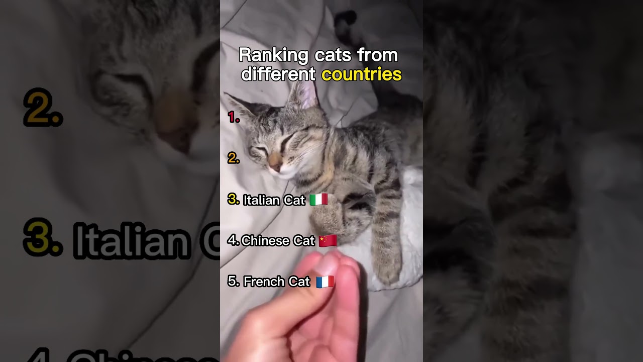 Ranking Cats from Different Countries 