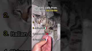 Ranking Cats from Different Countries #cat  #catshorts  #funny #trending