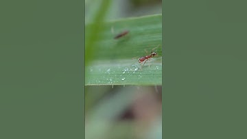Pure Nature ASMR: Hypnotic Macro Water Drops 💧 #Shorts