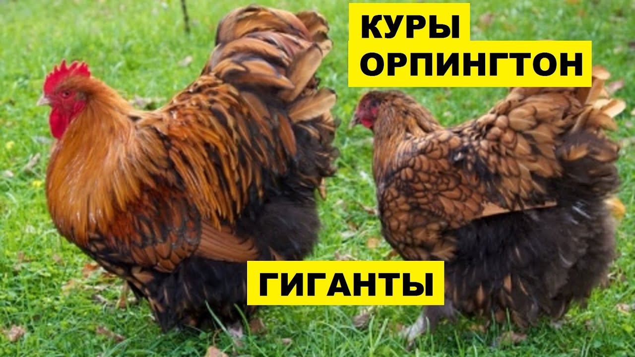 Breeding Orpington Chickens as a Business Idea | Orpington Chickens