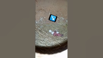 Silver java breeding progress 🥚🐦#shorts #javasparrow #youtubeshorts