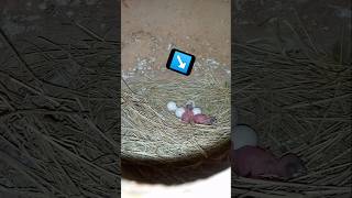 Silver java breeding progress 🥚🐦#shorts #javasparrow #youtubeshorts