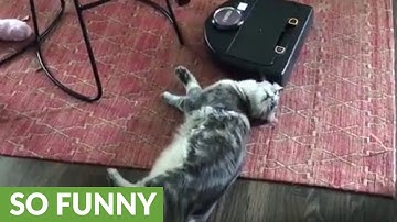 Lazy cat refuses to move for robot vacuum
