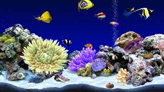 Digifish Clownfish Tank 4 (4K)