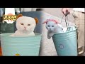   not a bucket bucat cat living his best life inside a bucket lol