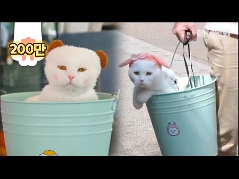 not-a-bucket-"bucat",-cat-living-his-best-life-inside-a-bucket-lol