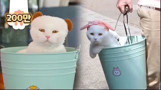 냥동이 ㅣ Not A Bucket "BuCat" Cat Living His Best Life Inside A Bucket LOL 냥동이 ㅣ Not A Bucket "BuCat" Cat Living His Best Life Inside A Bucket LOL