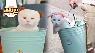 Not A Bucket "BuCat", Cat Living His Best Life Inside A Bucket LOL