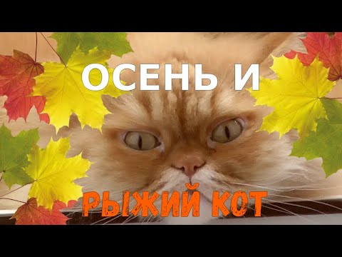Самый умный кот об осени