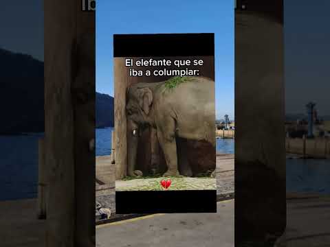 Memes parte #199 Un elefante se balanceaba sobre la tela de una araña, como veía que no se caía fue.