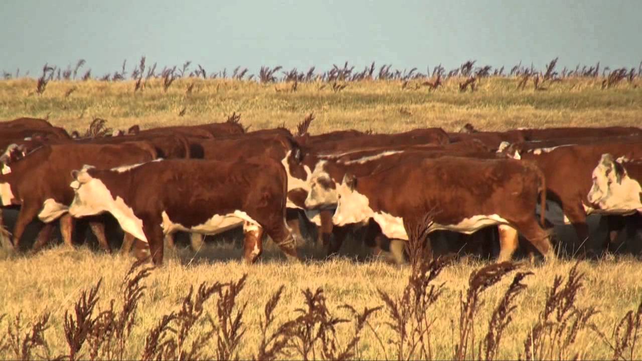 Jamison Hereford Ranch, Quinter, KS YouTube