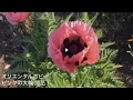 まるおの母 まるこの庭 2017 05 21  朝7時前から、お日様ギラギラ真夏日の予感。ジャーマンアイリス アカプルコゴールド カジューンリズム 巨大オリエンタルポピー