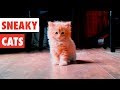 Sneaky Cats| Funny Cat Video Compilation 2020