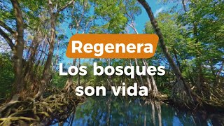 ¡Los bosques son vida!