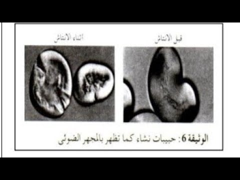 التركيب الحيوي تحليل الوثائق بحيطة سلسبيلة اولي ثانوي تركيب حيوي علوم الطبيعة والحياة