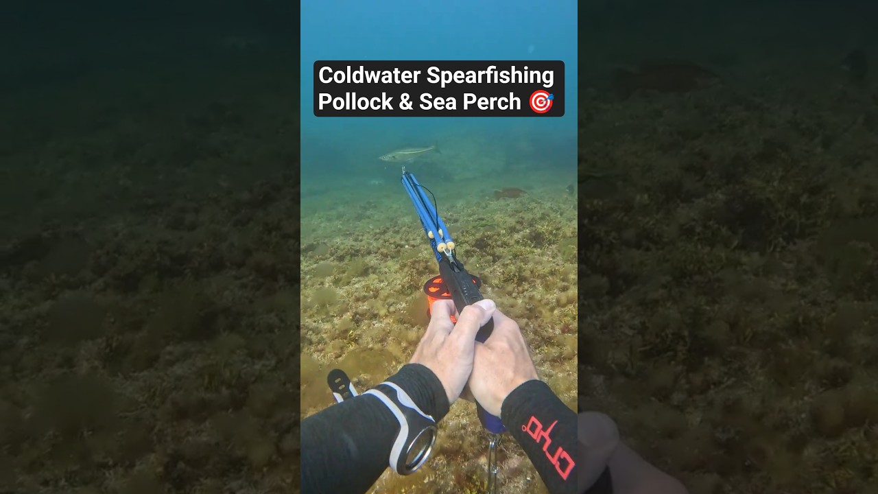 Coldwater Spearfishing – Pollock & Sea Perch (North Atlantic)