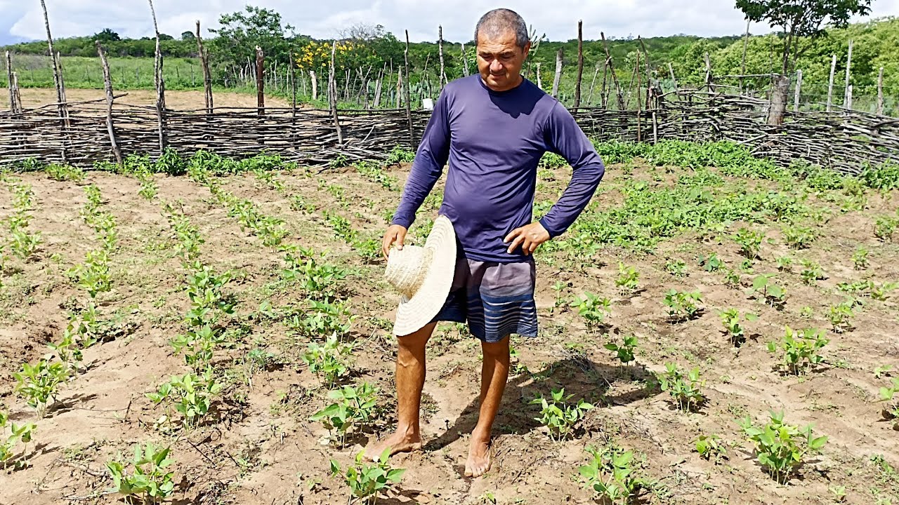 Se continuar chovendo vamos perder a safra/ a semente que Mariquinha deixou já nasceu 