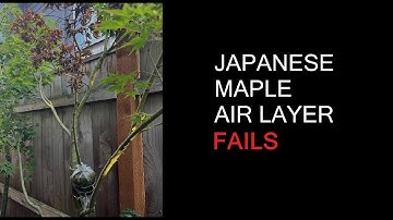 Japanese Maple Air Layer FAILS!