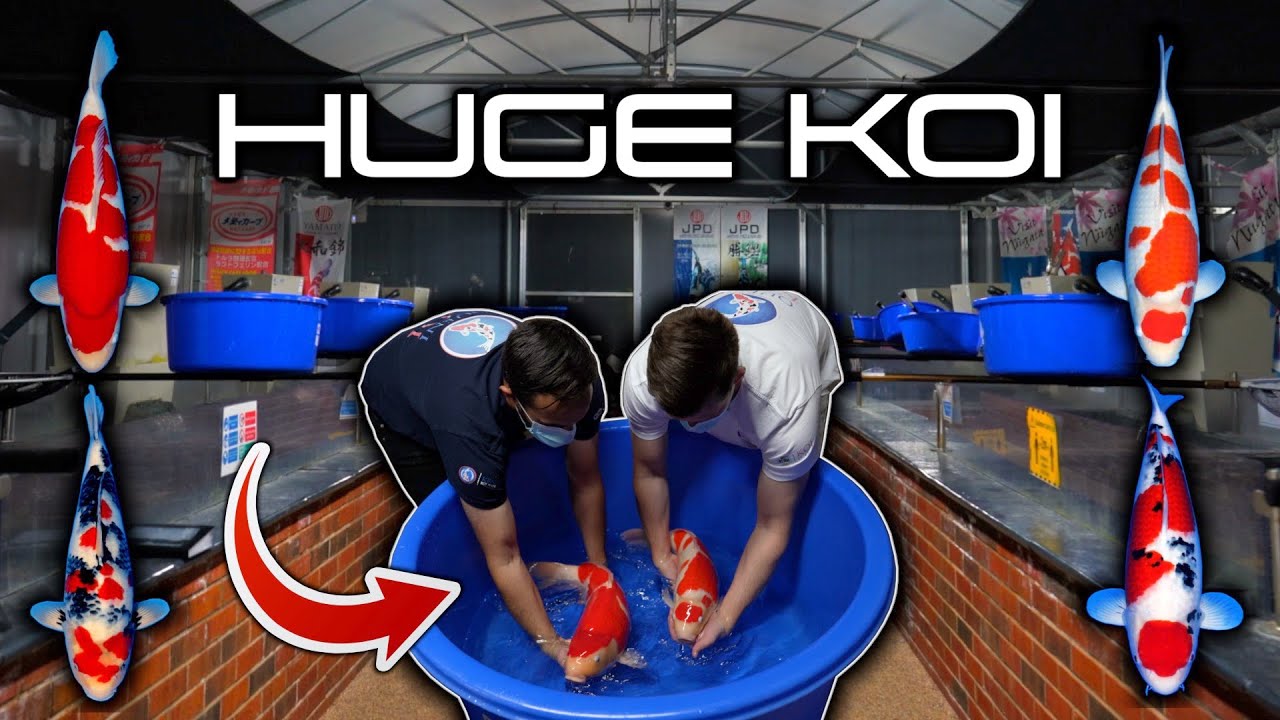 Unboxing HUGE KOI FISH After A Long Flight From JAPAN 🇯🇵