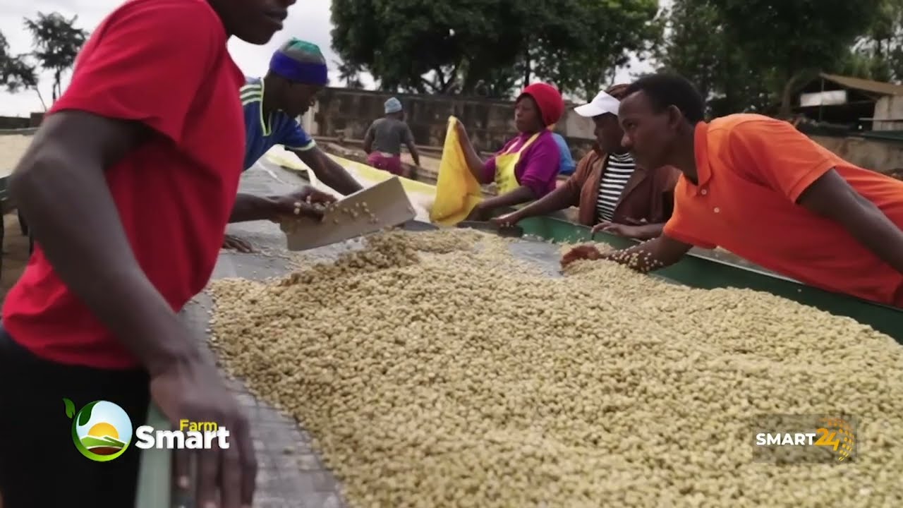 Dry & Wet Primary & Secondary Coffee Processing Methods.