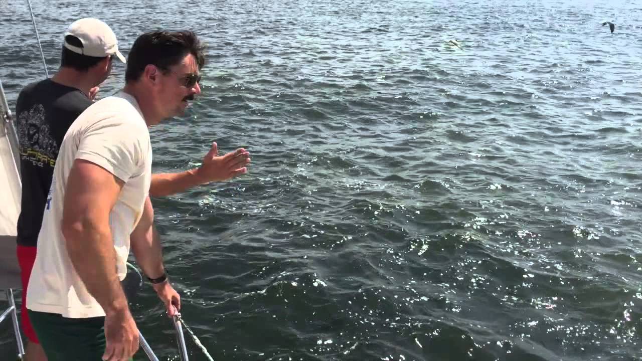 Humpback whales and bunker boil in Long Island Sound YouTube