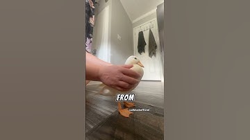 How to pick up a duck part 4.  The ￼ advance method. @wrinkletheduck #wrinkletheduck #meme #funny