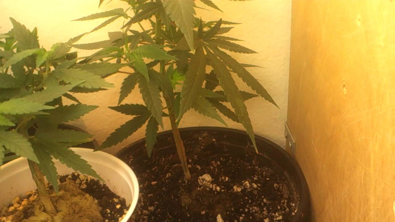 Growing with cfls