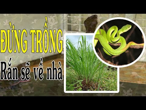 Video: Nipah có lây lan trong thời gian ủ bệnh không?