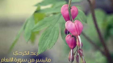 ماتيسر من سورة الأنعام رعد الكردي