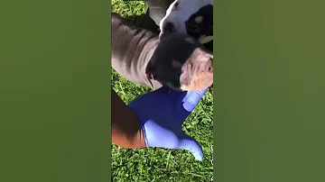 Microbullies Available Serious Inquiries Only 