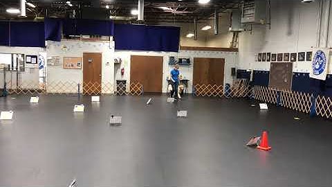 AKC Virtual Rally Intermediate course #1