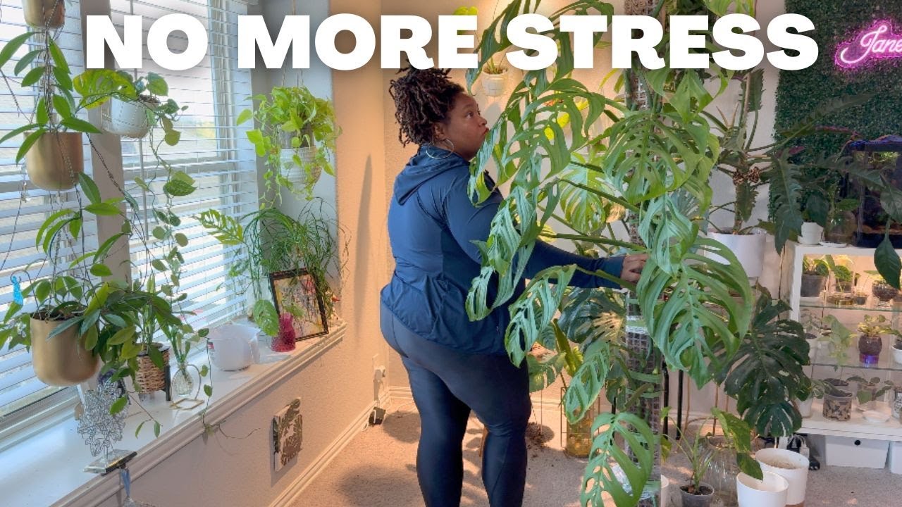 Отпускать было тяжело...почему мне пришлось срезать мою 6-футовую Monstera Esqueleto