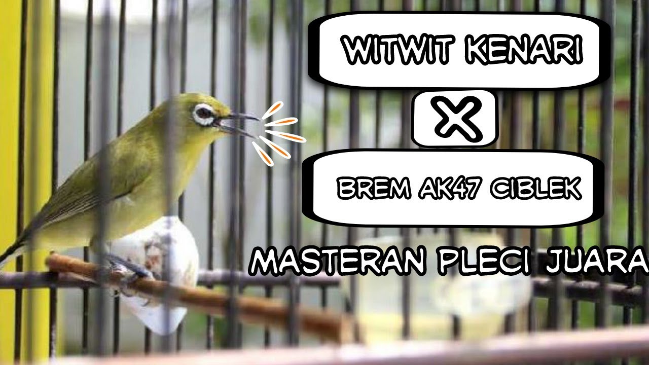 masteran pleci witwit kenari sambung brem ciblek