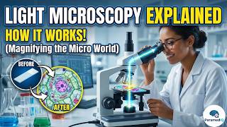 Light Microscopy Explained | Principles, Parts & Working of a Light Microscope