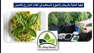 (95) الريحان (الحبق) المخصص للأكل وكيفية العناية به في المنزل - زراعة الاصص في البلكونة