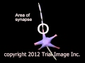 Dopamine Neuron Synapse Function video - Animation by Cal Shipley, M.D. Trial Image Inc.