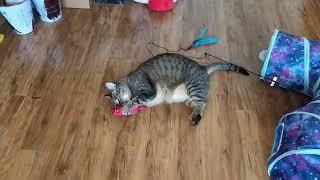 Video of adoptable pet named Odessa