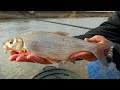 Сезонът на морунажите - част 1 / Vimba bream time - part 1