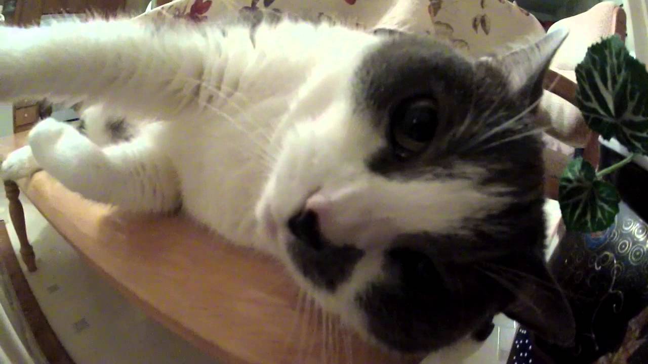 Cute Animals - YouTube