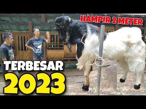 Kambing Damaskus