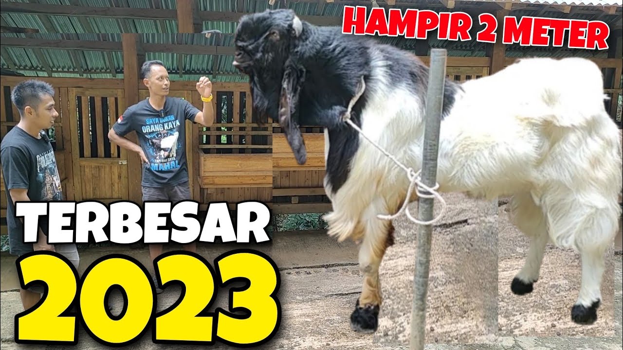 BAKAL JADI RAJA KAMBING TERBESAR 2023