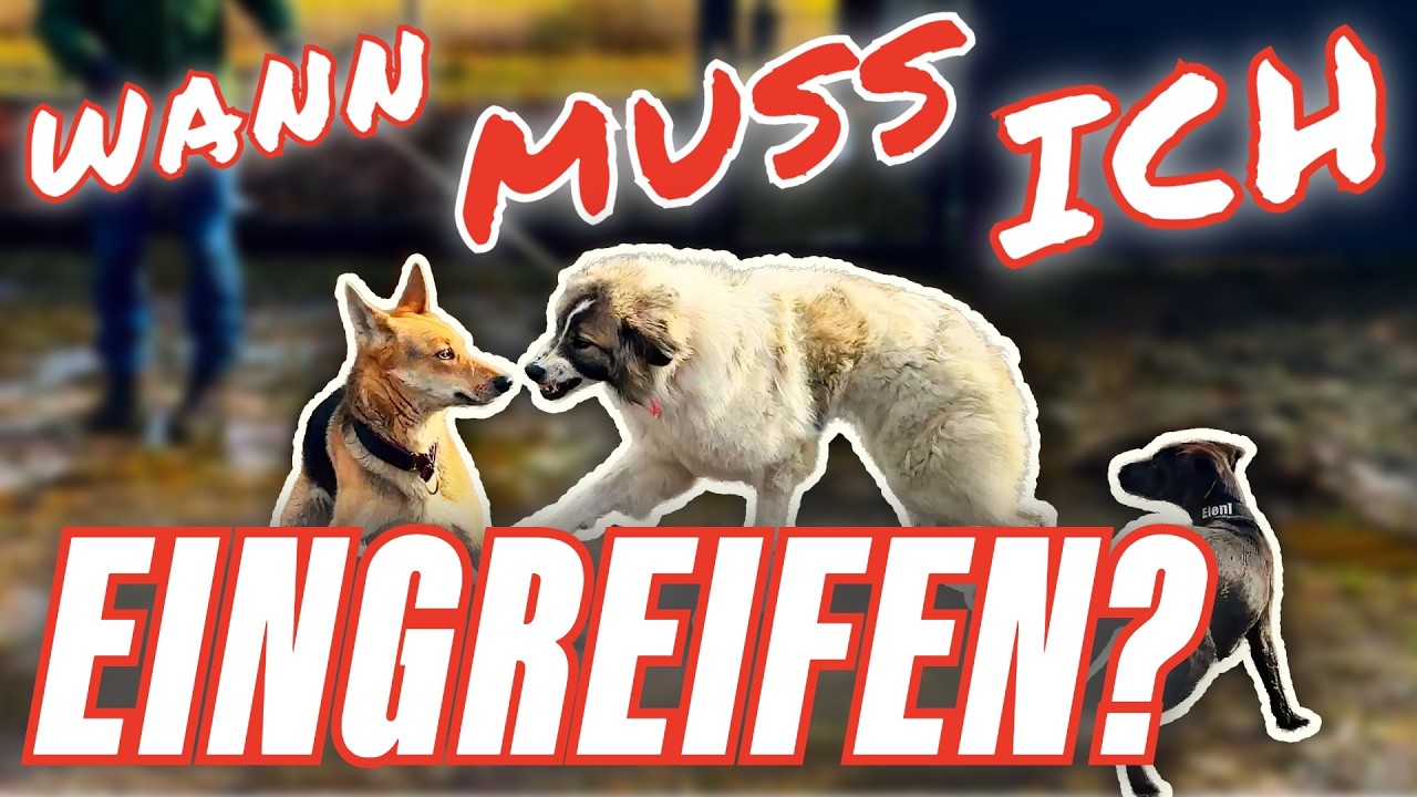 KOMMUNIKATION ZWISCHEN HUNDEN IST WICHTIG