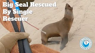Big Seal Rescue (Single Rescuer)