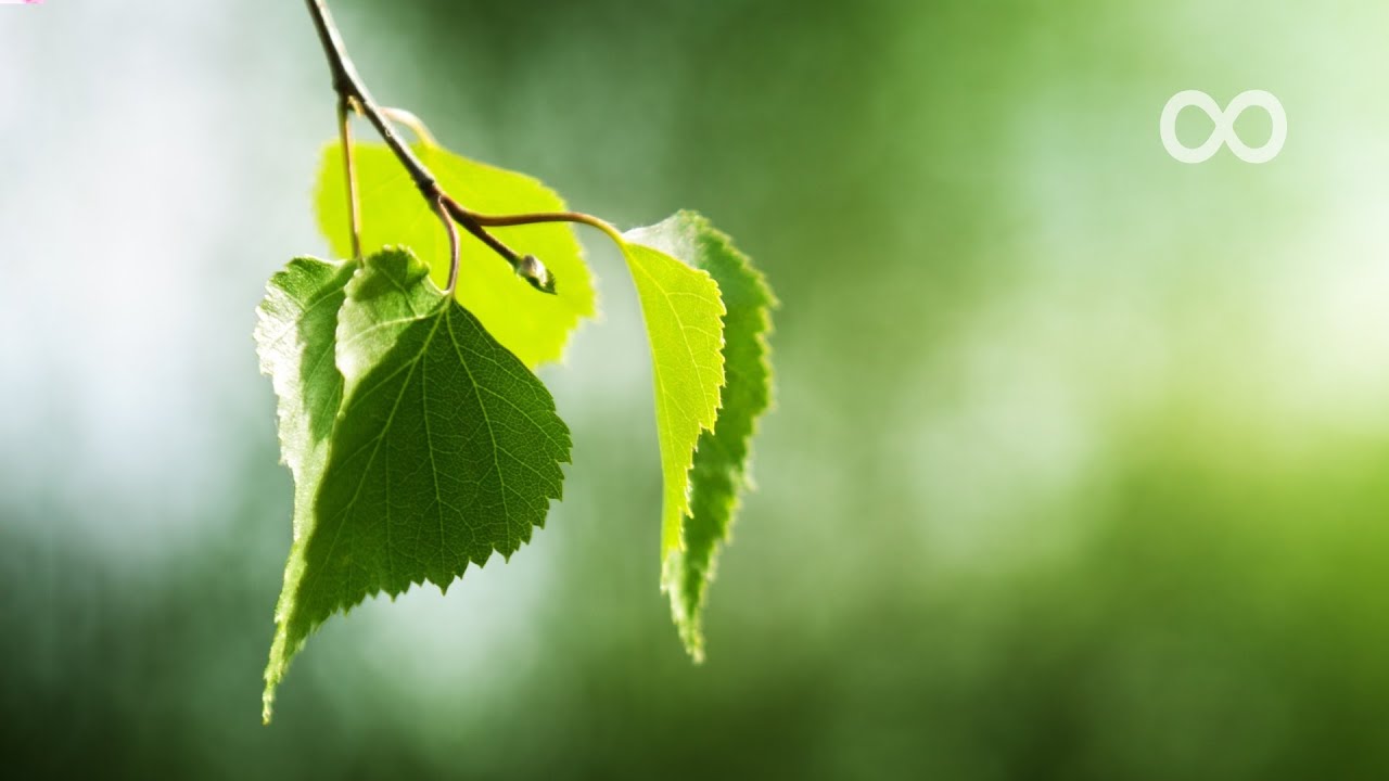 Morning Relaxing Music - Piano Music, Meditation Music, Study Music, Stress Relief Music (Aurora) auf YouTube ansehen Morning Relaxing Music - Piano Music, Meditation Music, Study Music, Stress Relief Music (Aurora) auf YouTube ansehen